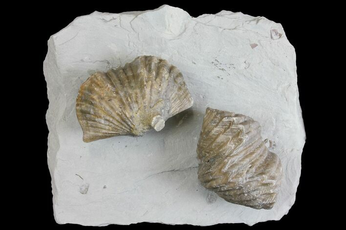Multiple Fossil Brachiopod (Platystrophia) Plate - Kentucky #136613